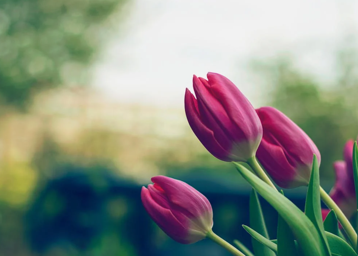 4월-4월에-피는-꽃-봄-종류-특징-꽃말-튤립
