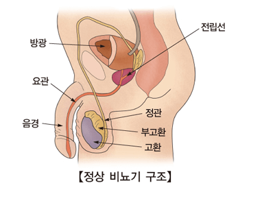 전립선 증상&#44;진단&#44;수술&#44;영양제&#44;예방