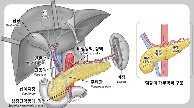 췌장의 위치와 구조