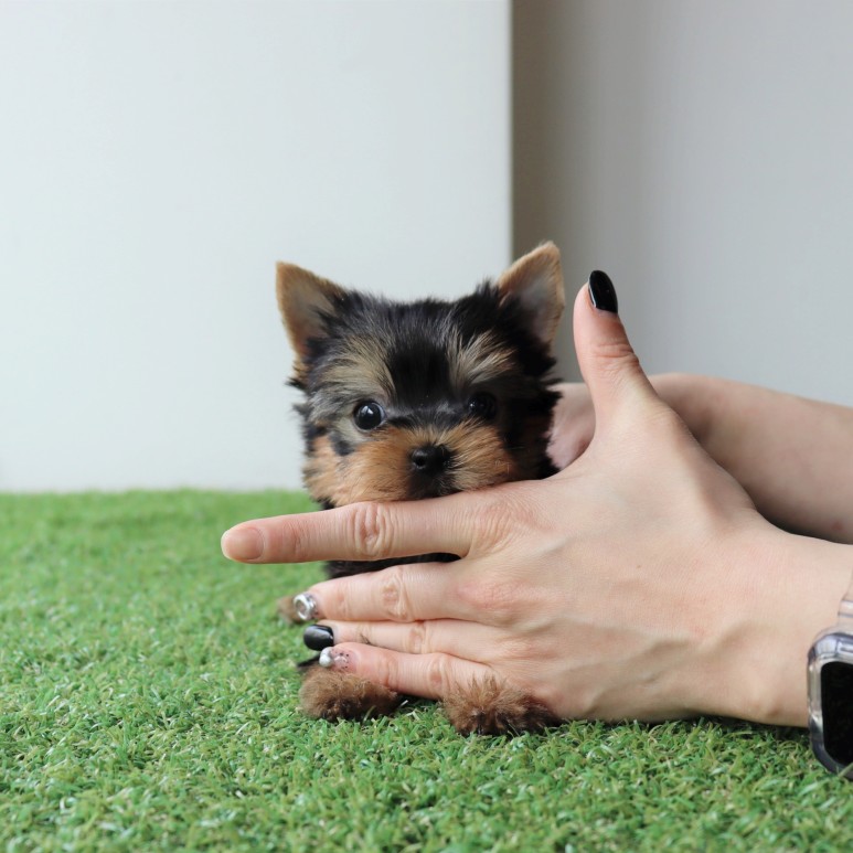 행복하게 지내요 요크셔테리어분양 쫑이만나 3