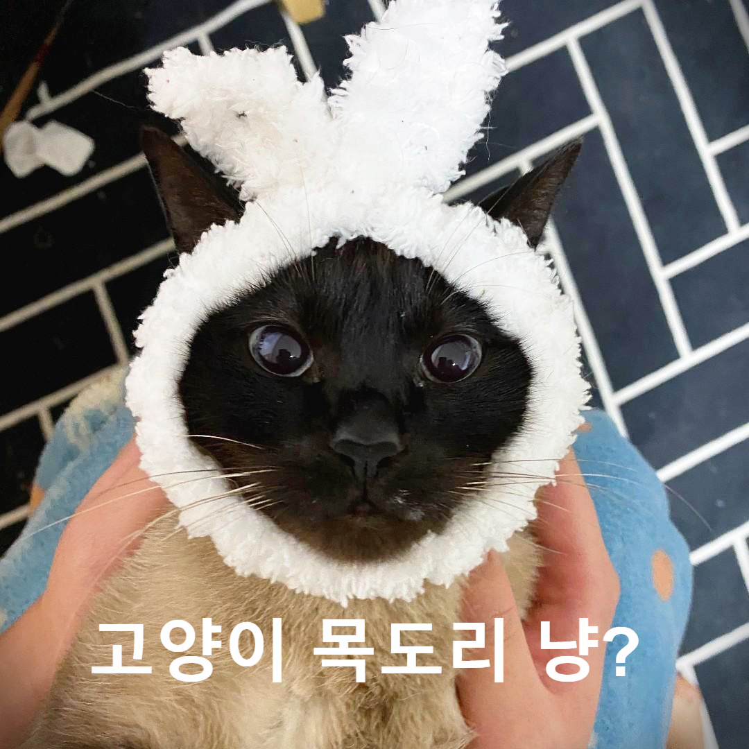  고양이에게 목도리를 만들어 준다면?