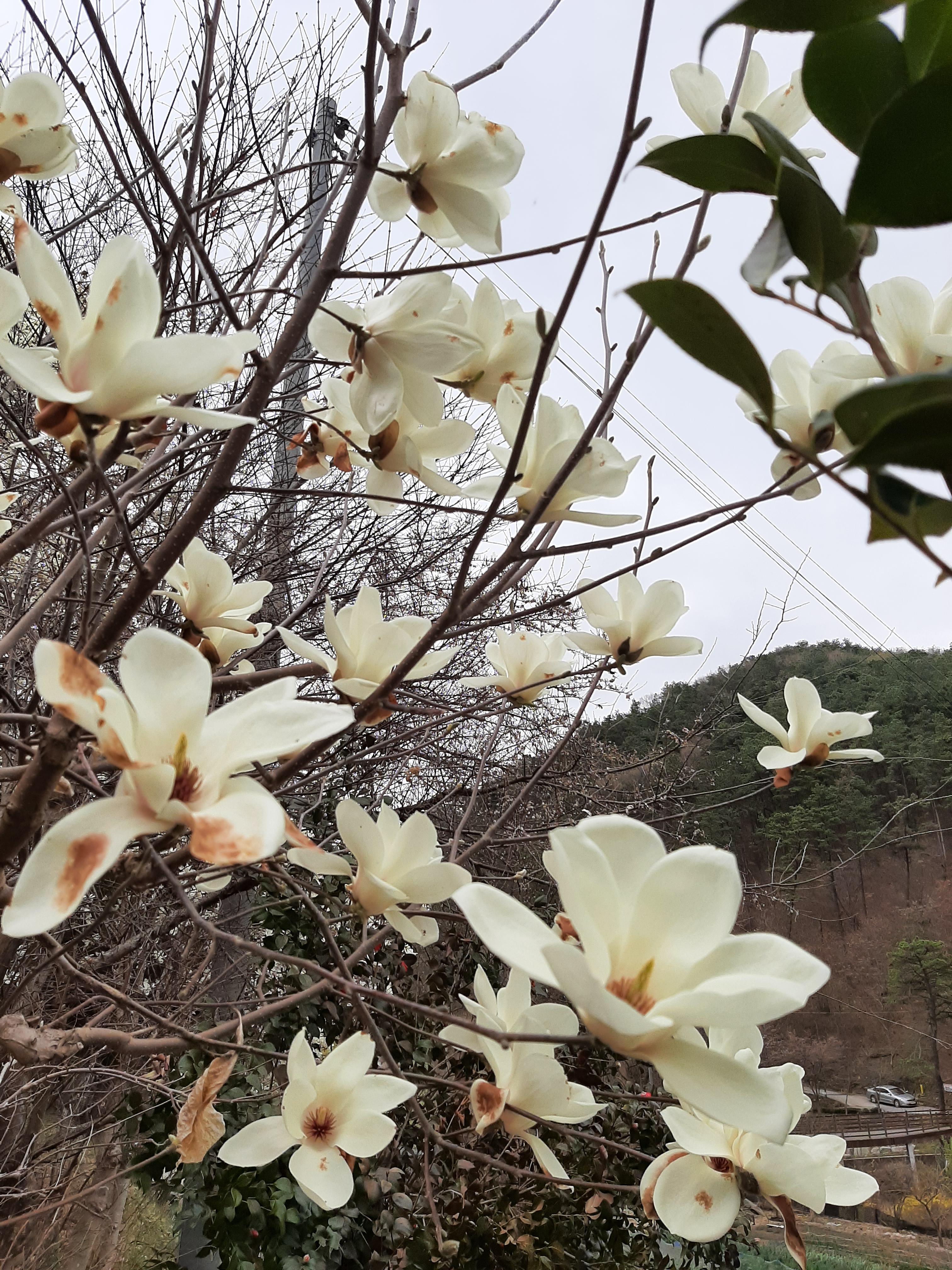 봄꽃 목련과 벚꽃이 한창입니다 / 꽃길만 걸으면 (03/23/22) 21