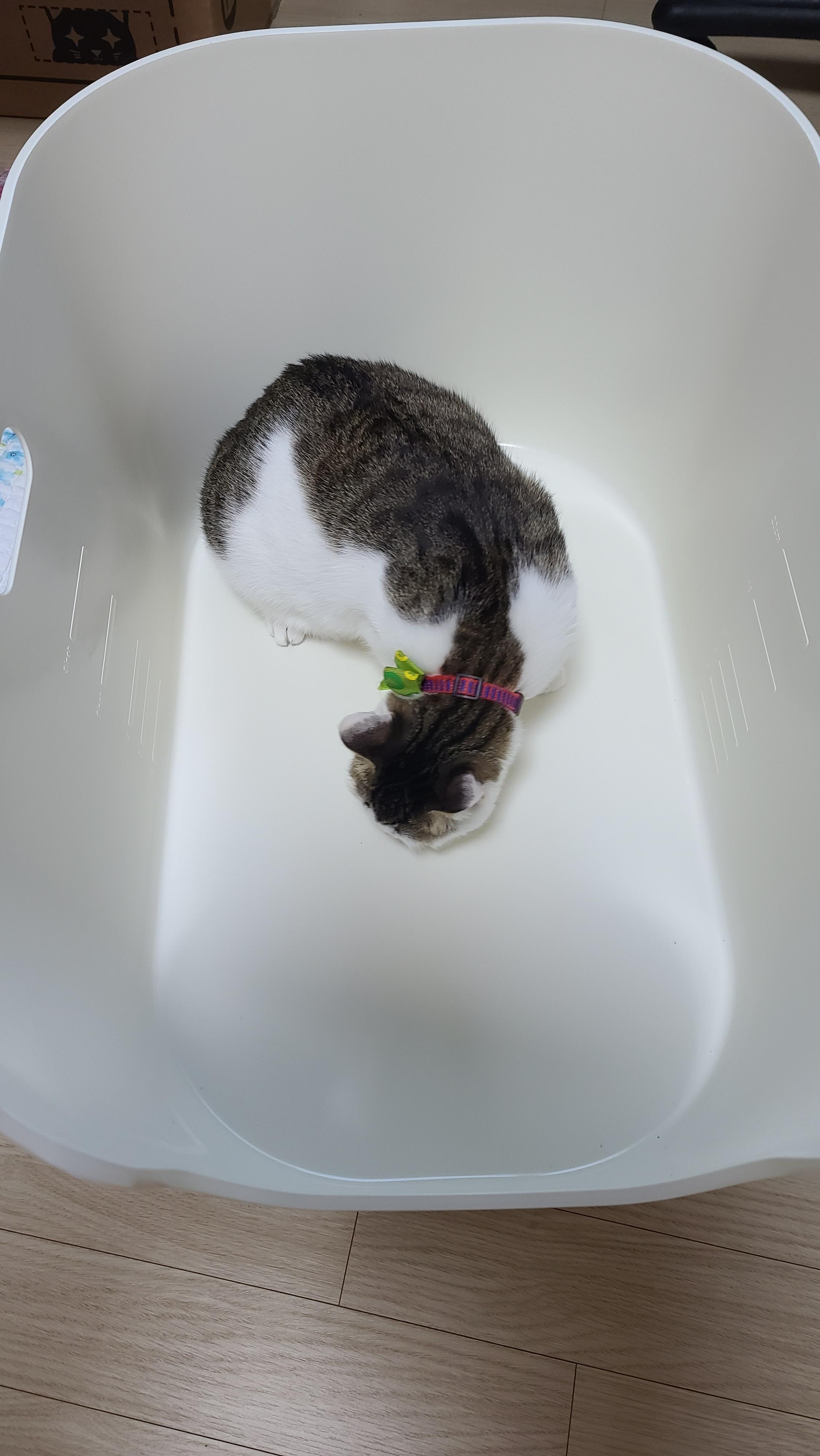  강집사 고양이 대형 화장실 구매 후기