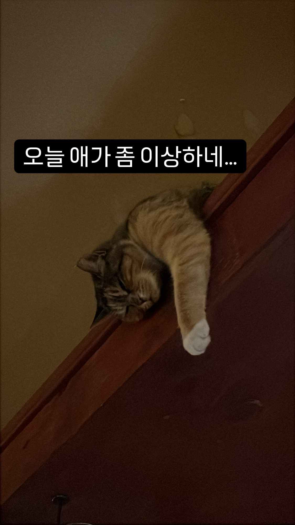 원스인어블루문 고양이 다롱이