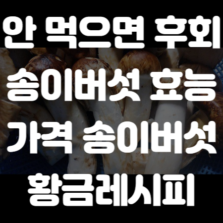 송이버섯 효능