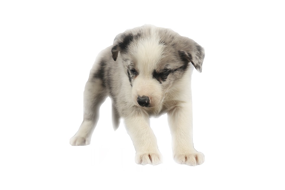 보더콜리 블루멀 분양가 사천 강아지분양 보더콜리 2