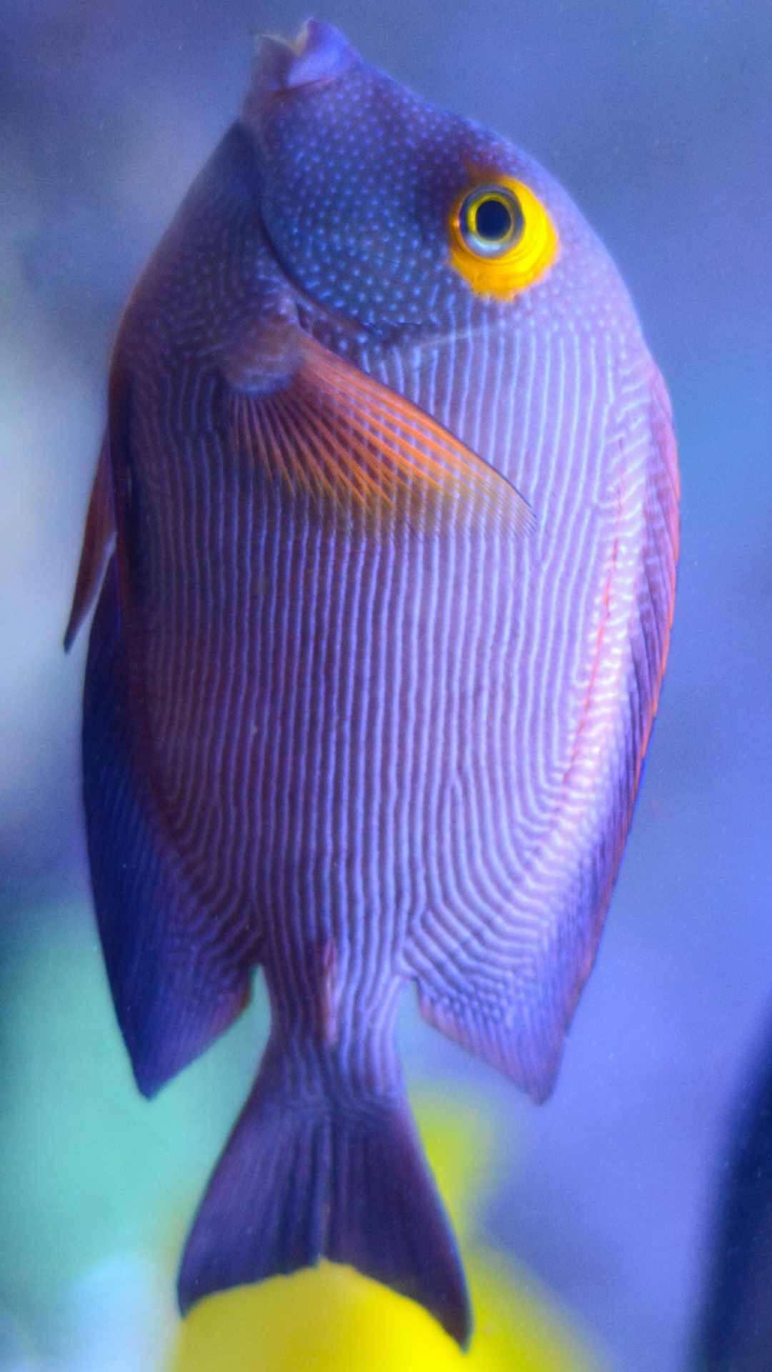 Fish Photo Animal iPhone Wallpaper