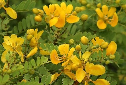  카시아 오리쿨라타 (CASSIA AURICULATA) 효능 부작용 섭취법 알고 가세요.