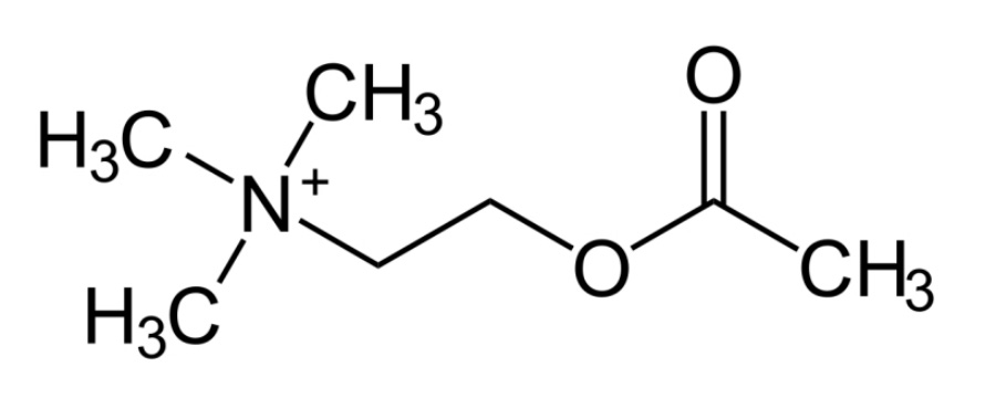 자율신경계의 신경전달물질 중 하나로, 자율신경절의 기본적인 신경전달물질인 아세틸콜린의 화학 기호식