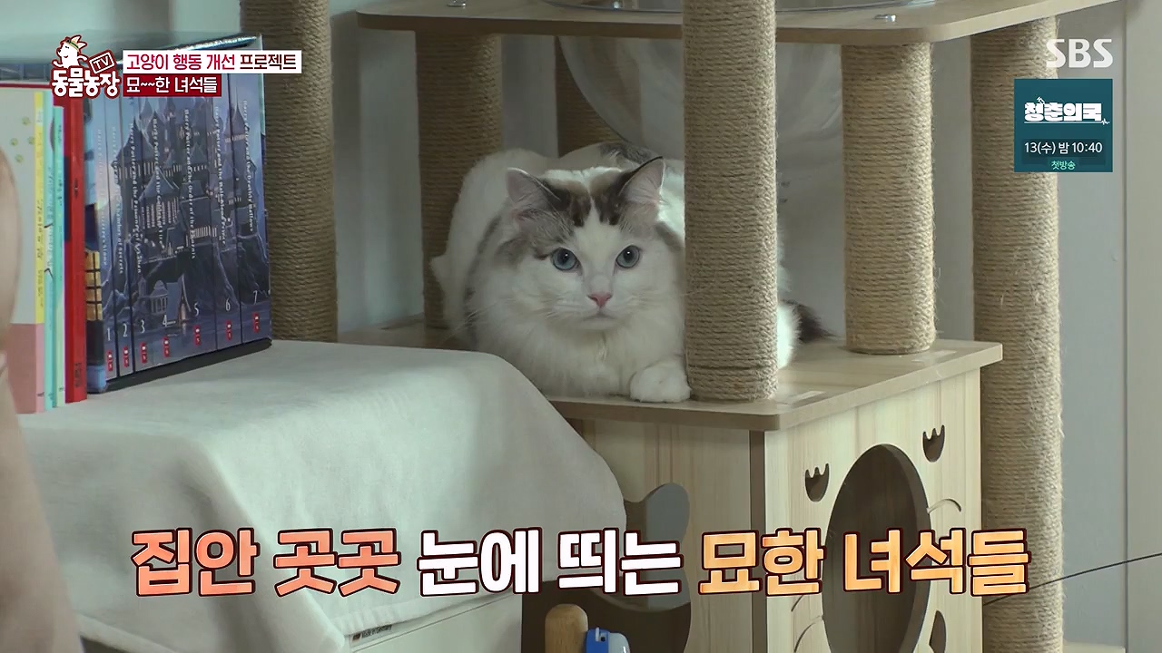 TV 동물농장.E1137.230911p-NEXT.mp4_20230910_183211.152.jpg