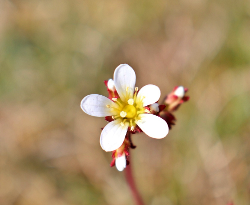 2월 8일 탄생화 범의귀(Saxifrage)