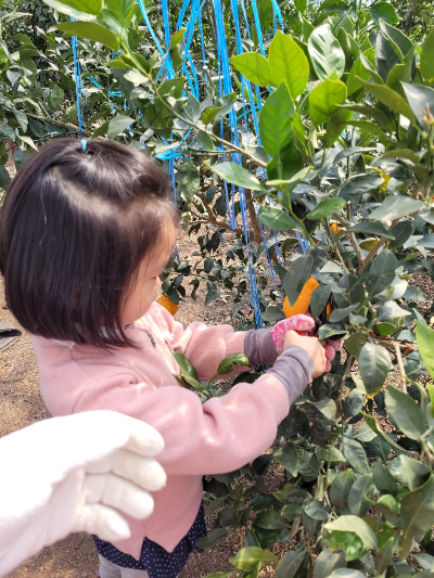 제주도-한라봉-체험