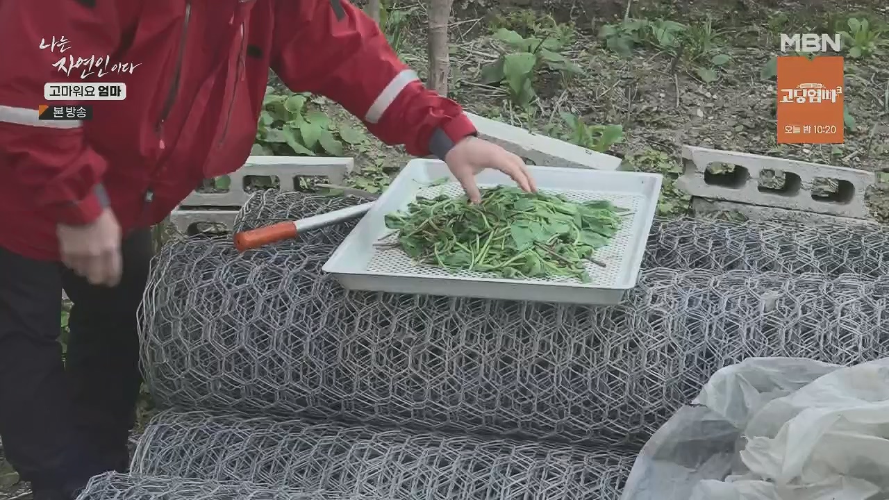 나는 자연인이다.E554.230518p.H264-F1RST.mp4_20230518_194516.890.jpg