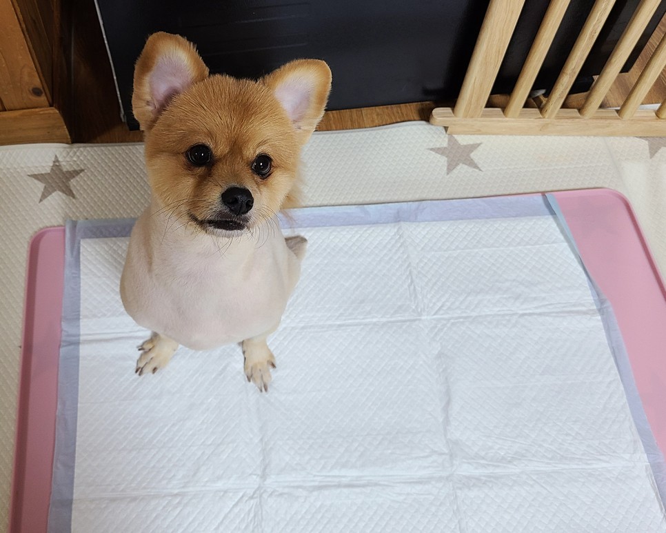 흡수력이 대박이야?이름에 맞는 달라 패드! 개 화장실 패드 6