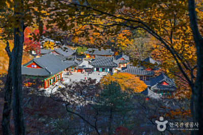 내장산 단풍여행