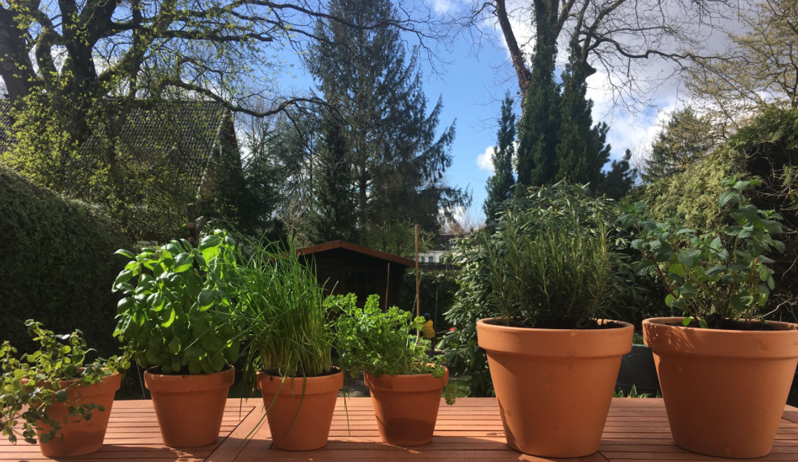 테라코타 화분들이 햇살가득한 정원 탁자에 6개 줄지어 놓여져있는 사진