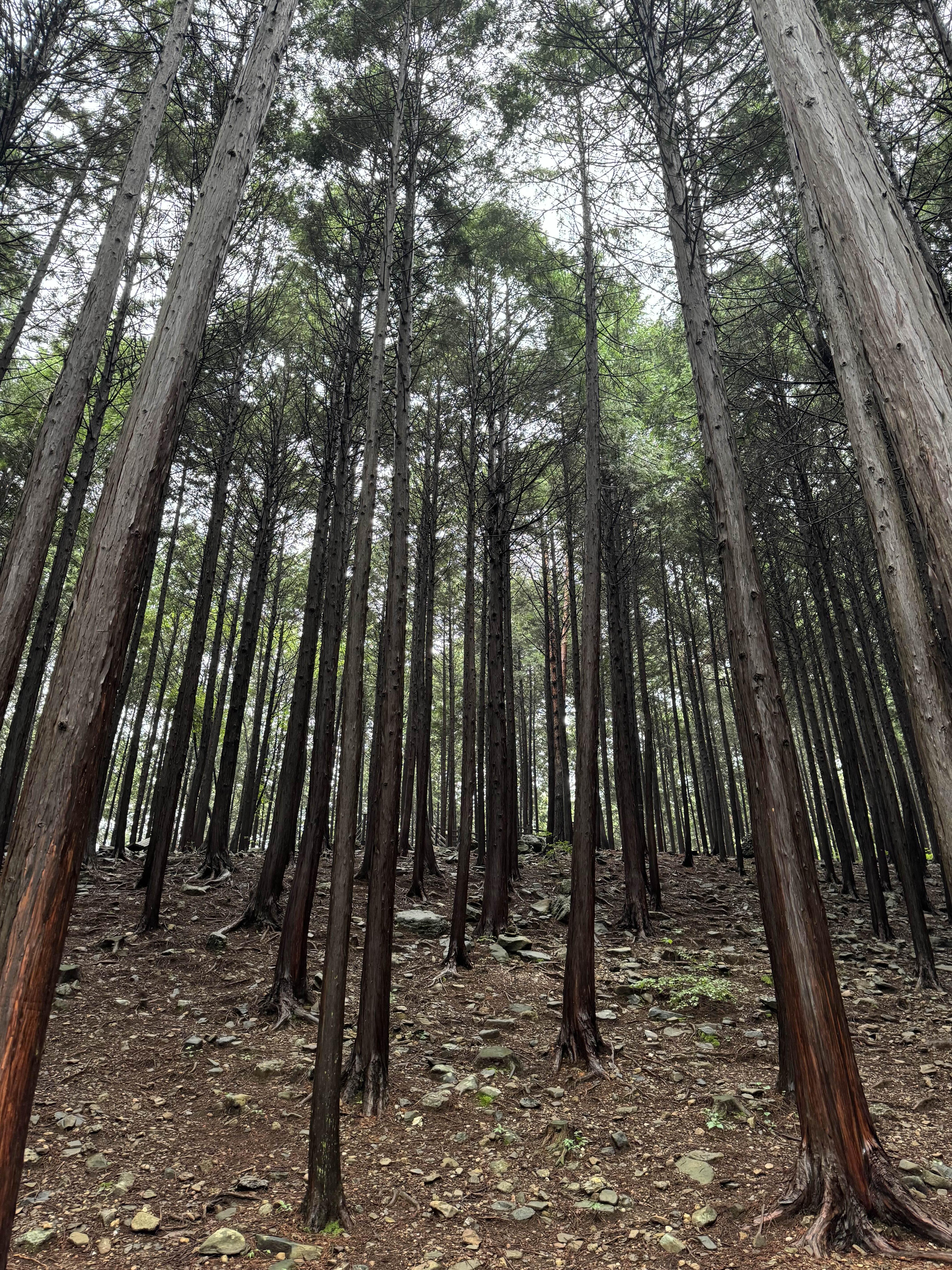 성주산자연휴양림