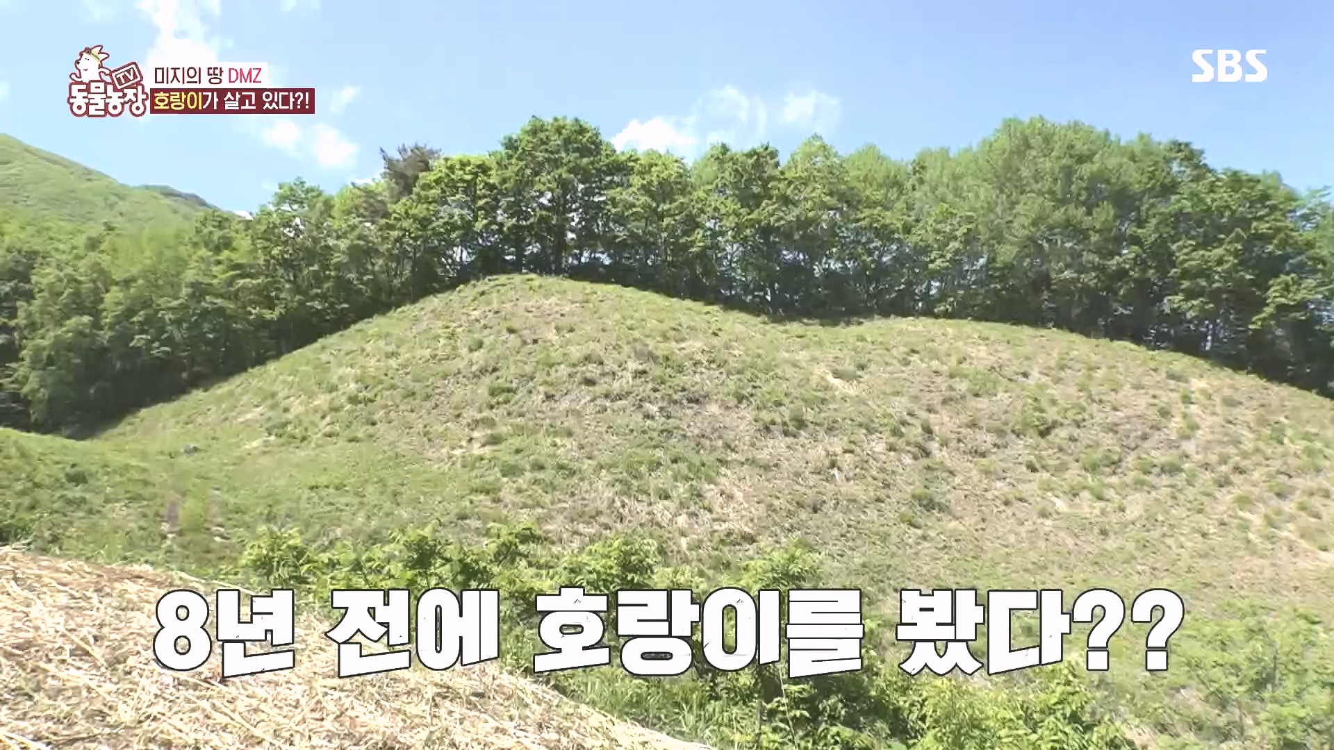 TV 동물농장.E1185.240818p.H264-F1RST.mp4_20240818_161608.130.jpg