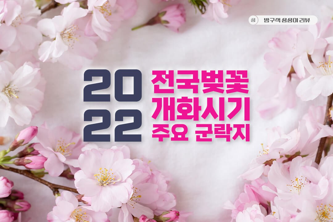 2022-전국-벚꽃