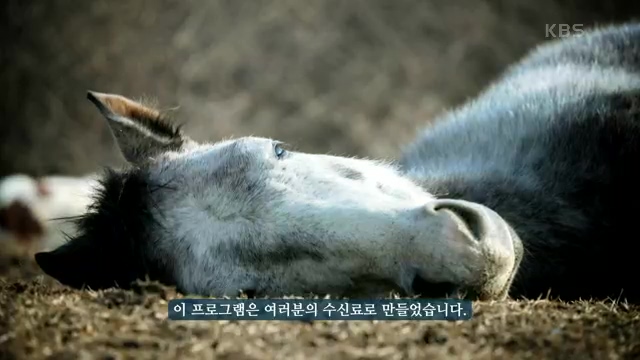 [189회] 다큐온 - KBS남훈 씨의 각별한 말 사랑] 연평균 1400여 마리의 경주마들이 경마장을 떠나 퇴역 경주마가 된다.ts_20230330_211026.941.jpg