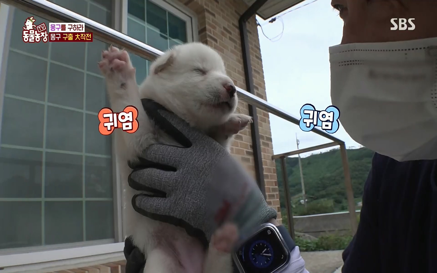 TV 동물농장.E1084.220828p.H264-F1RST.mp4_20220828_154100.493.jpg