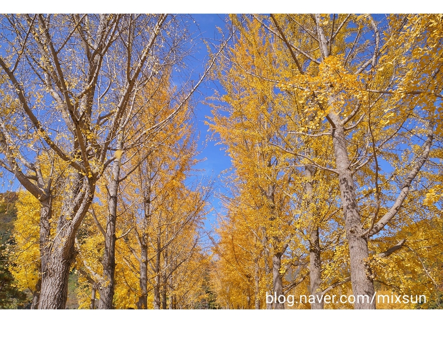 단풍구경 가볼만한 곳 괴산 가볼만한곳 20