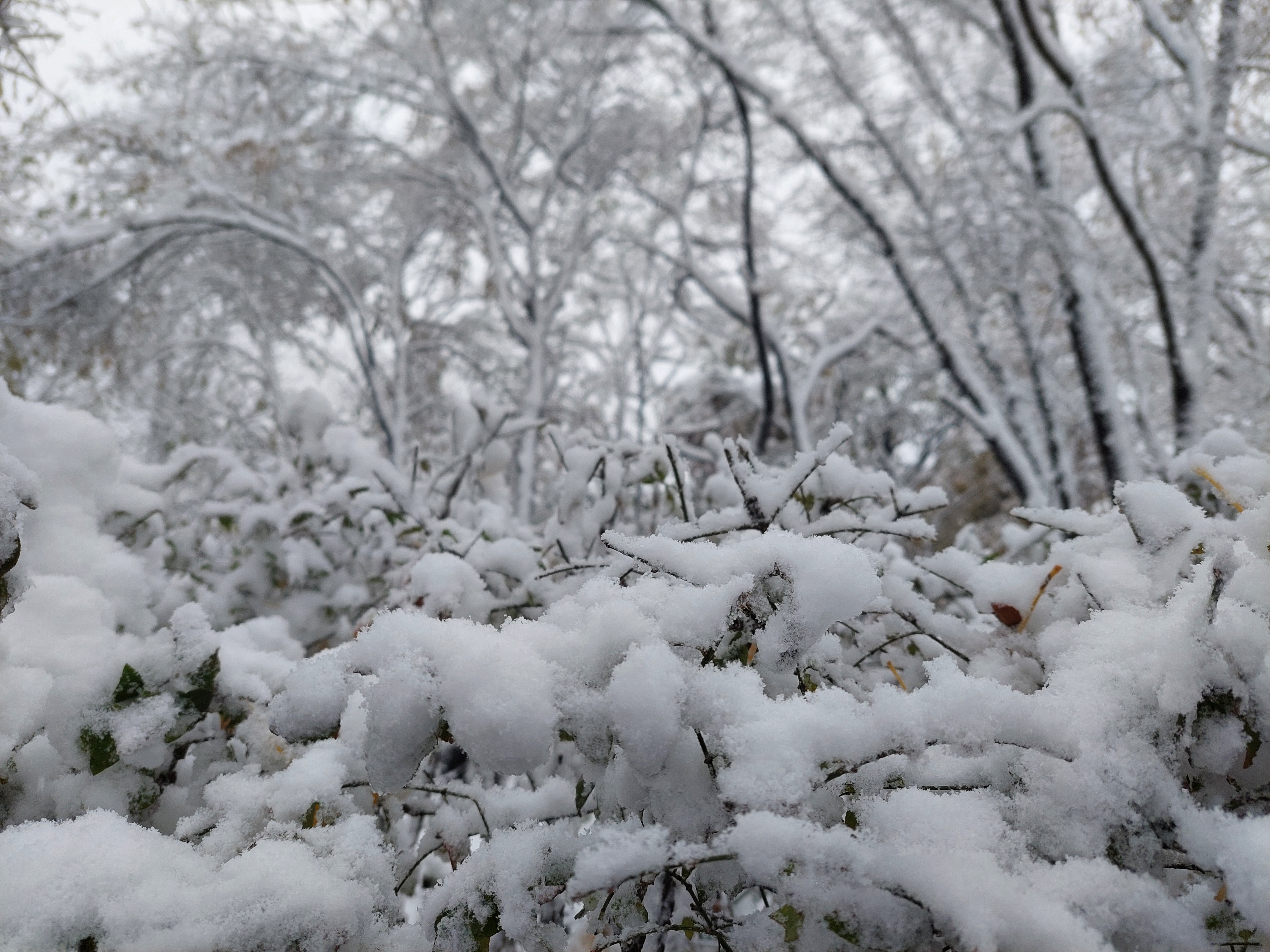 백련산안산