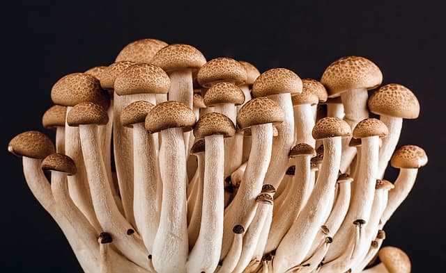 버섯 농업(Mushroom Farming) – 고부가가치 작물로서의 버섯 재배 및 시장 전망