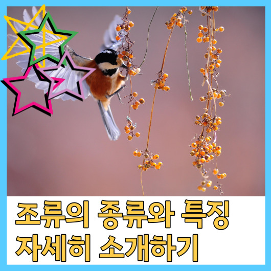  조류의 종류와 특징 자세히 소개하기