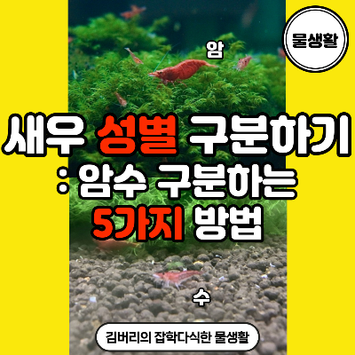 새우 암수 구별 방법 5가지