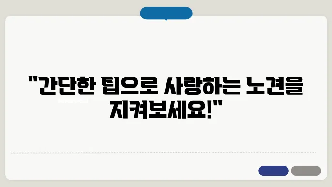 노령견의 건강을 지키는 치매 예방 방안