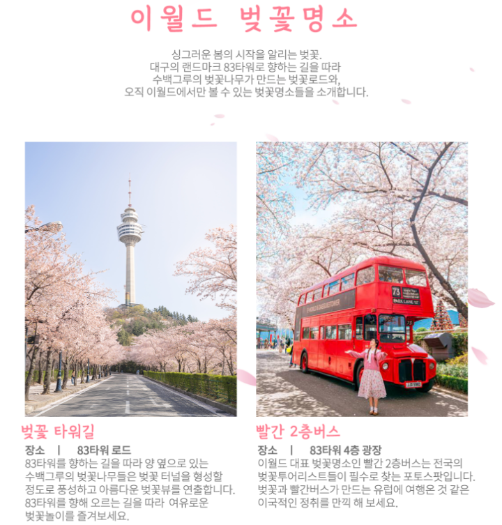 벚꽃 축제