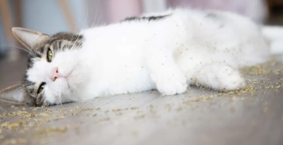 고양이-캣닢에-취하다