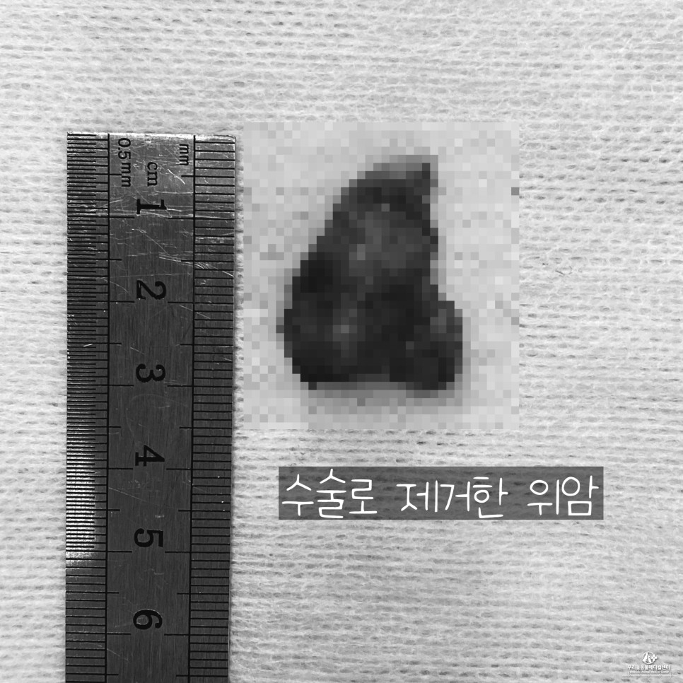 수술 후 마시티닙 항암치료 13살 노령견 강아지 위암 10