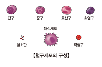 백혈병