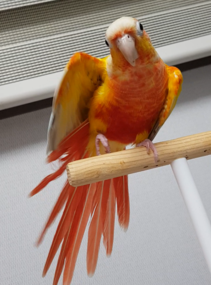 날개를 들고 있는 귀여운 앵무새