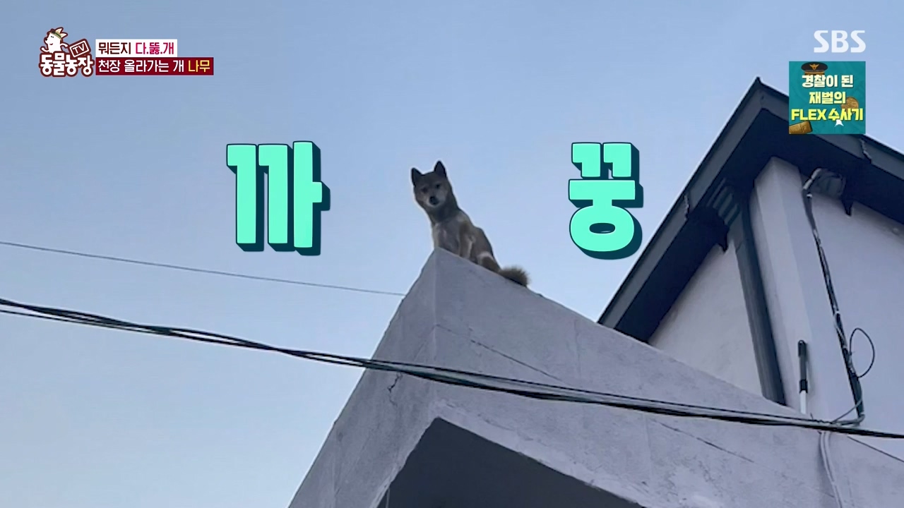 TV 동물농장.E1154.240115p-NEXT.mp4_20240114_184337.145.jpg