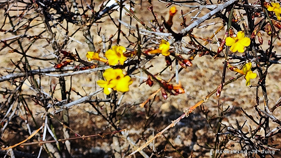 노란 봄꽃 영춘화
