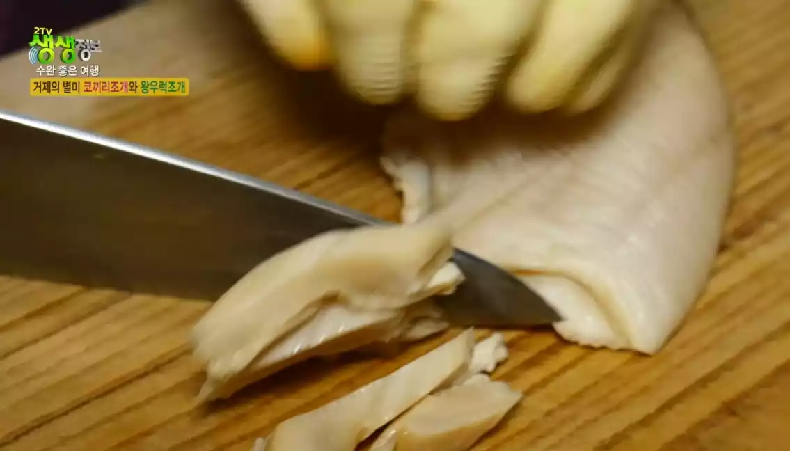 코끼리 조개