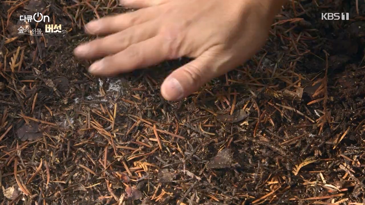 다큐 온.E227.231120p-NEXT.mp4_20231121_203655.867.jpg