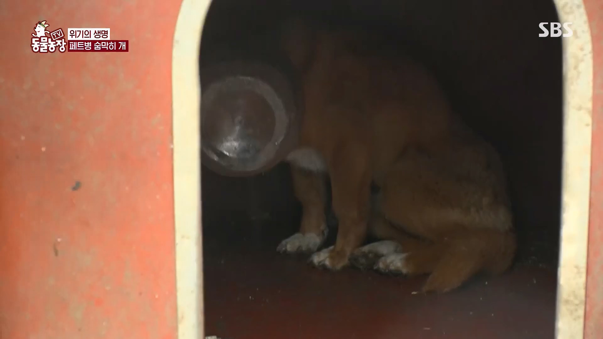 TV 동물농장.E1119.230507p.H264-F1RST.mp4_20230507_135913.225.jpg