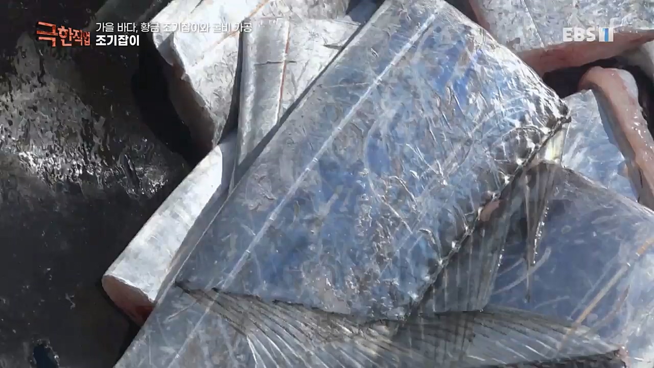 TV - 교육의 중심 EBS가을 바다 황금 조기잡이와 굴비 가공.mp4_20221122_195436.949.jpg