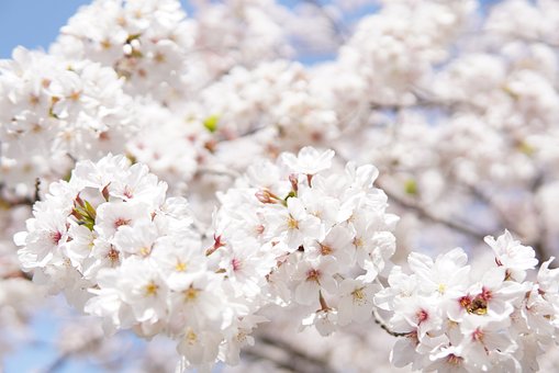 봄날 활짝 핀 벚꽃의 모습(3)