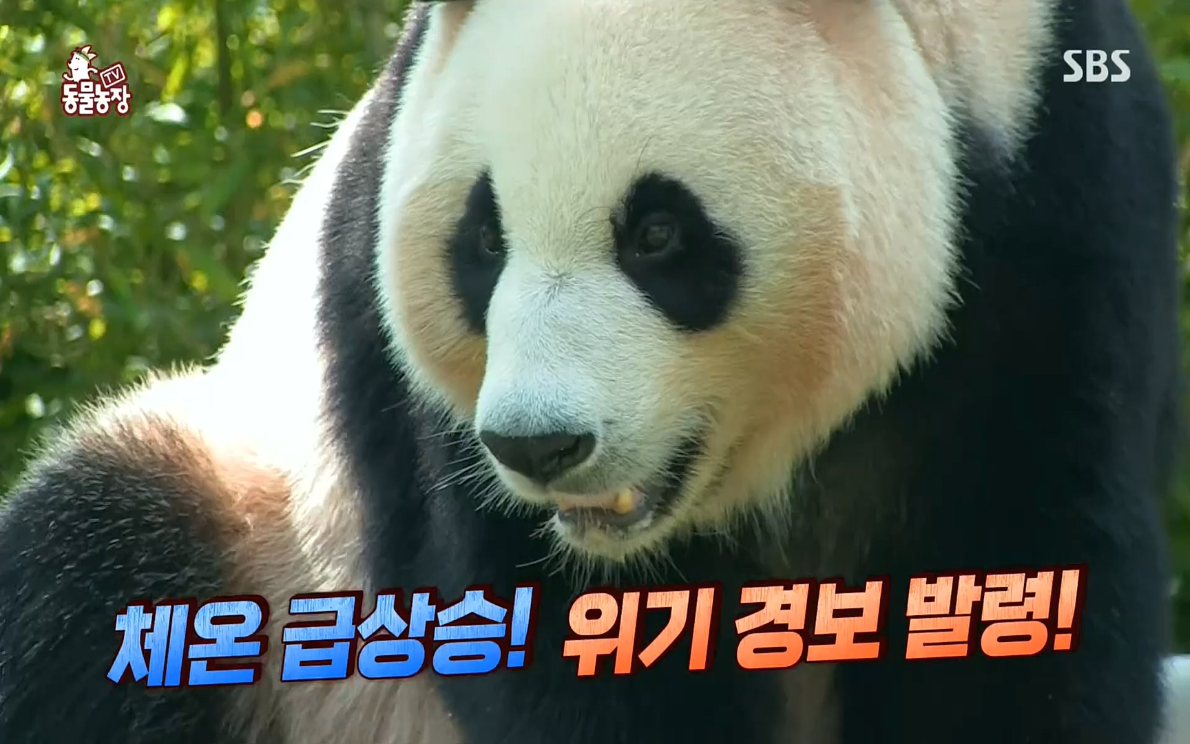 TV 동물농장.E1083.220821p.H264-F1RST.mp4_20220821_183656.264.jpg