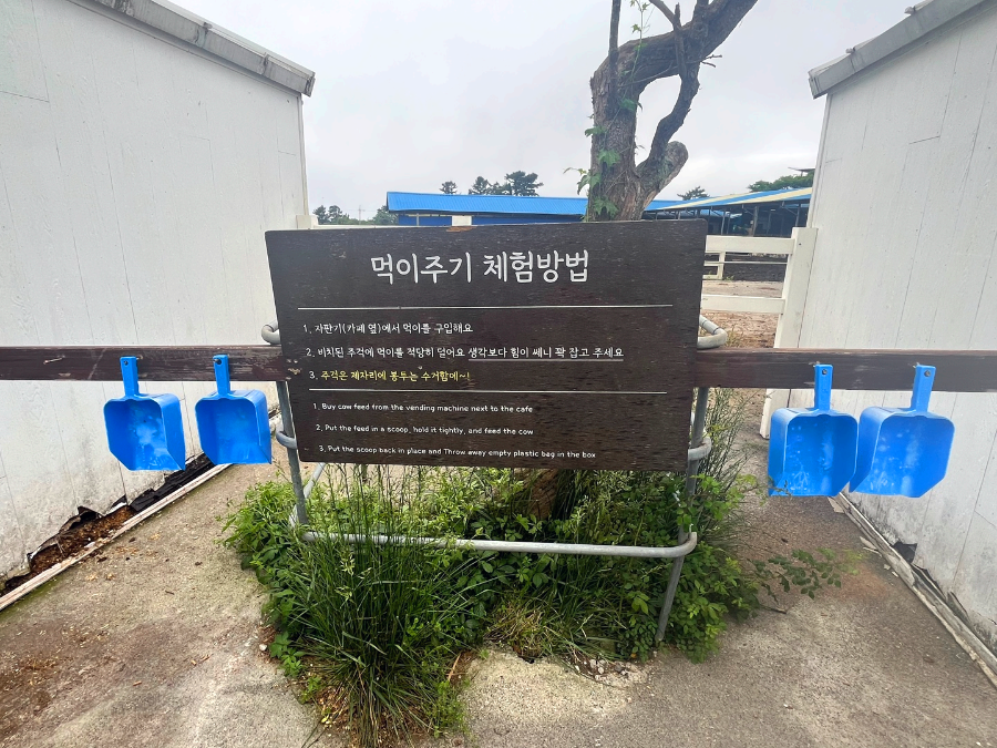 아침미소목장 먹이주기 체험