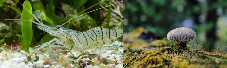 왼쪽 사진은 수족관에 있는 새우를 확대하여 찍은 사진이고&#44; 오른쪽은 야생에서 자라고 있는 표고버섯을 확대하여 찍은 사진