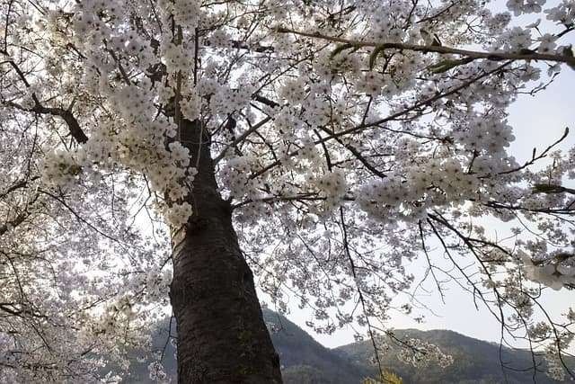 벚꽃 여행 가이드: 국내에서 즐기는 최고의 벚꽃 명소