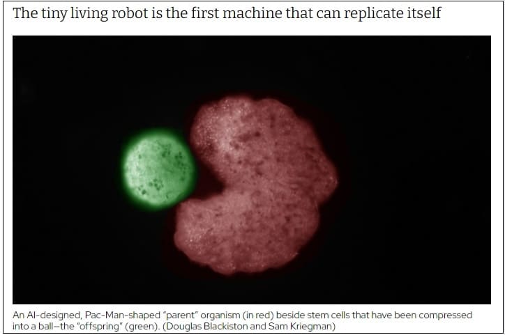  스스로 번식할 수 있는 세계 최초 로봇 개발 VIDEO: Xenobots: Building the First-Ever Self-Replicating Living Robots