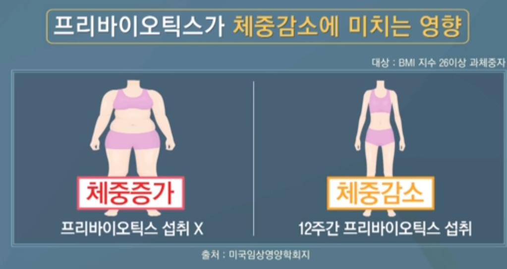  유산균과 프로바이오틱스 효능 부작용