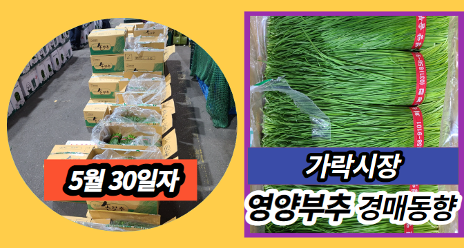  [경매사 일일보고] 5월 30일자 가락시장 영양부추 경매동향을 살펴보겠습니다!